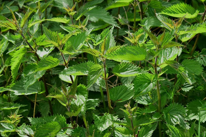DIY Herb Garden